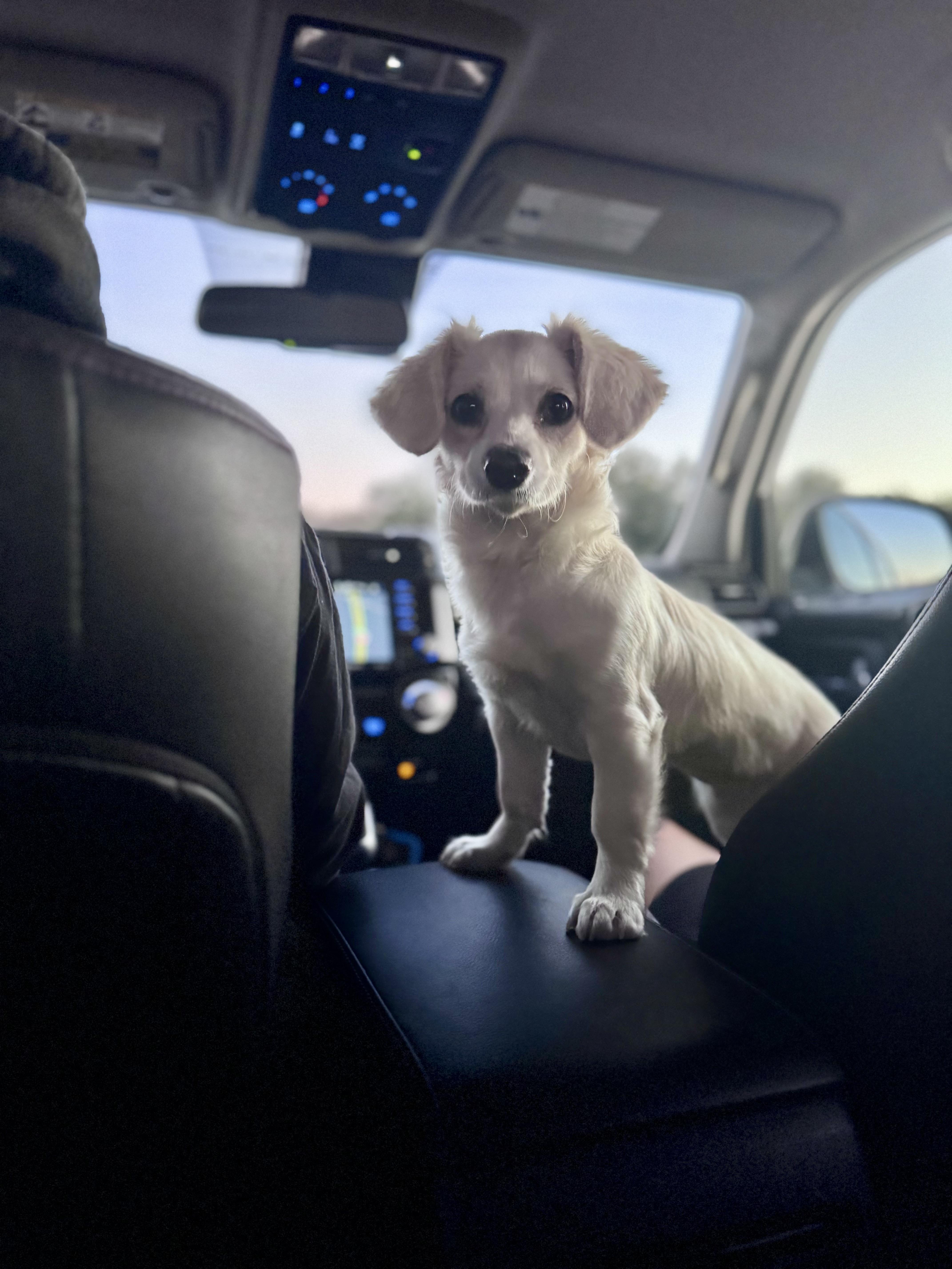Enlarge Sunny, an adopted Dachshund (Long Haired) in Petaluma, CA image 1/3