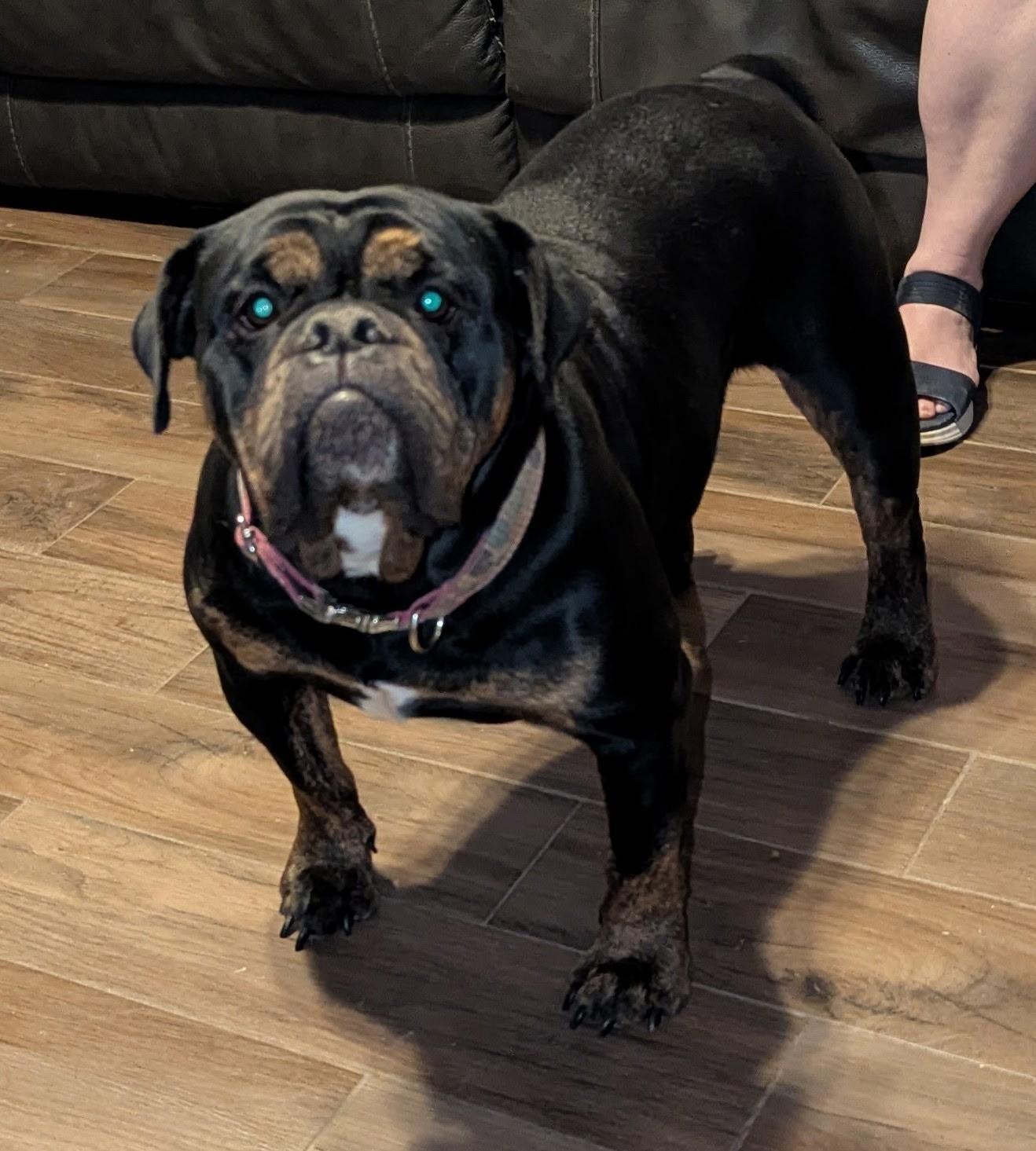 Lily, Adoptable, Young Female English Bulldog.