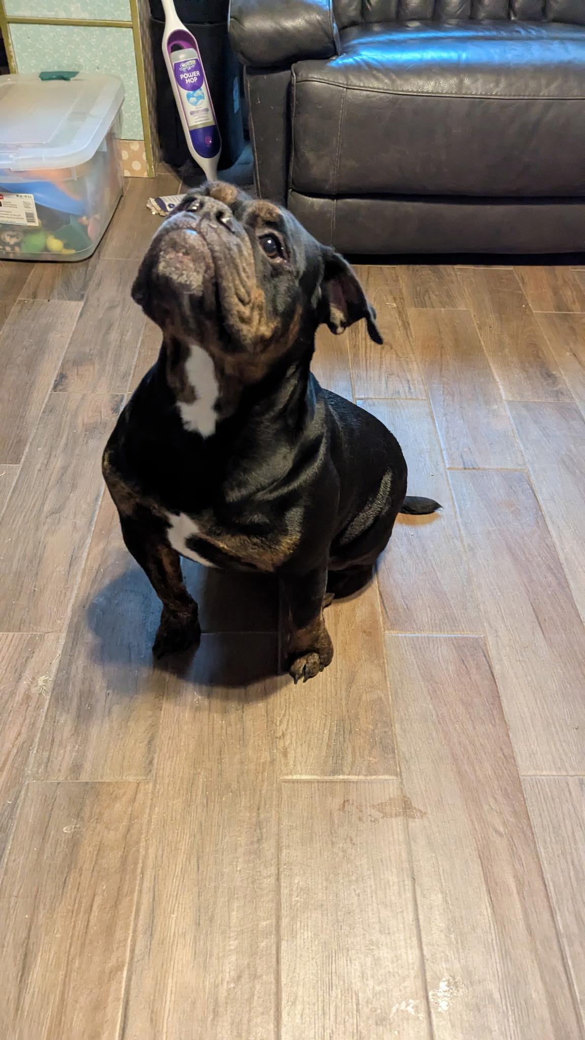 Enlarge Lily, a Adoptable English Bulldog in Leming, TX image 2/4