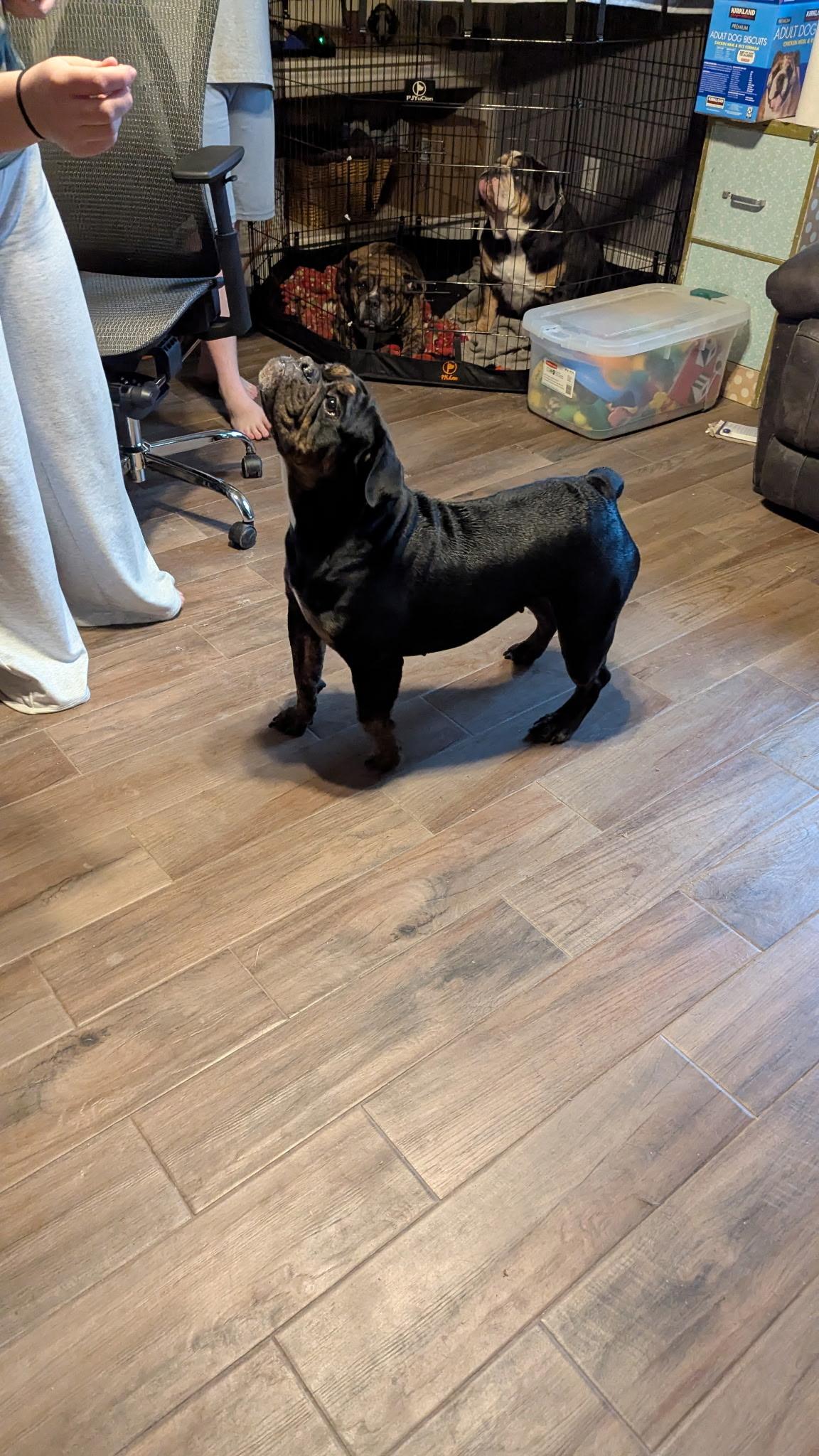 Enlarge Lily, a Adoptable English Bulldog in Leming, TX image 3/4