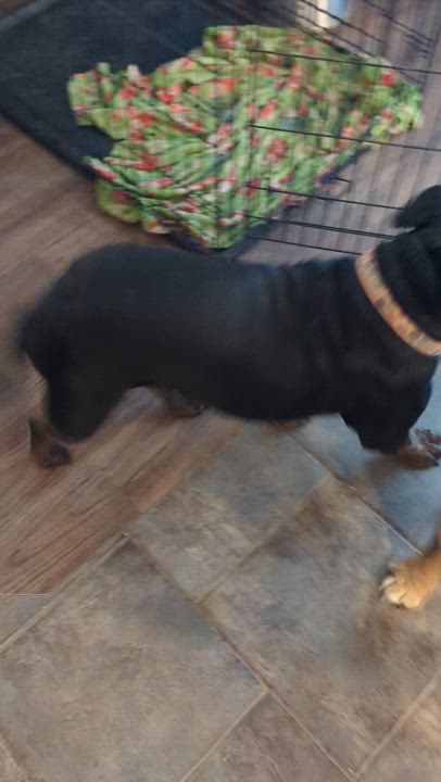 Enlarge Lily, a Adoptable English Bulldog in Leming, TX video 4/4