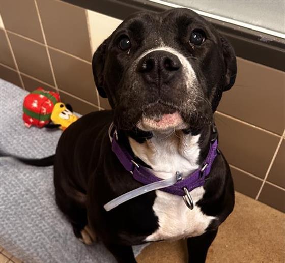 GAMMA, Adoptable, Adult Female Pit Bull Terrier.