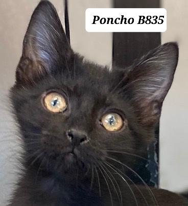 Enlarge Poncho, a ADOPTABLE Domestic Short Hair in Morganton, NC image 1/1