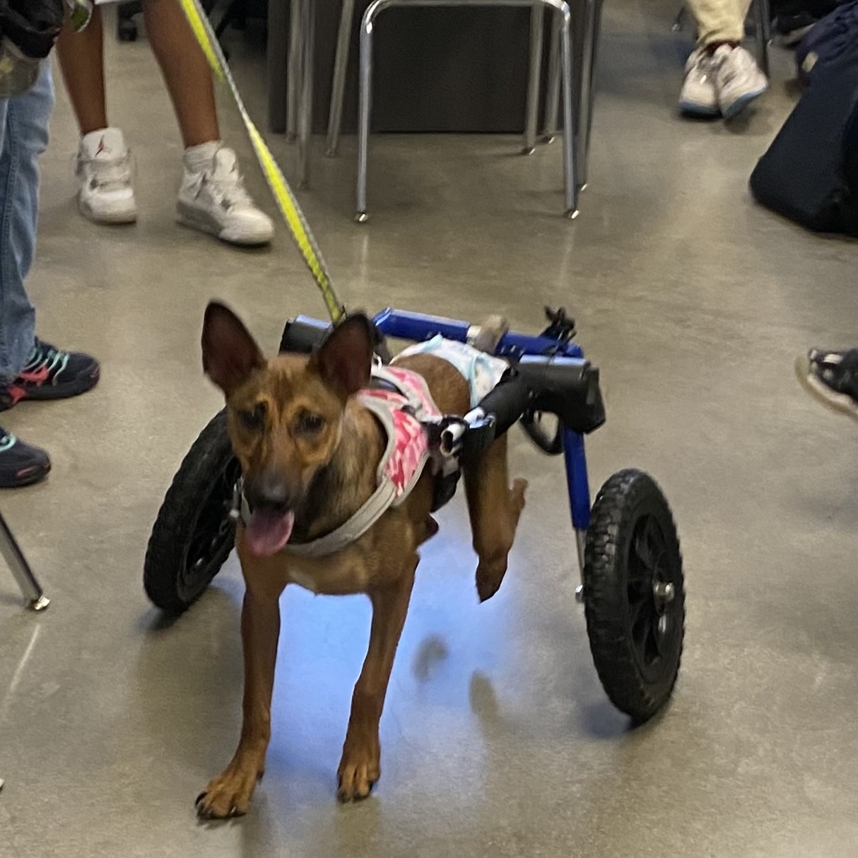 Glitter, Adoptable, Young Female Shepherd & Terrier.