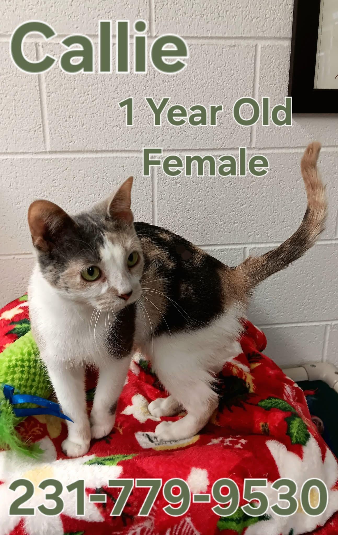 CALLIE, ADOPTABLE, Young Female Domestic Short Hair.