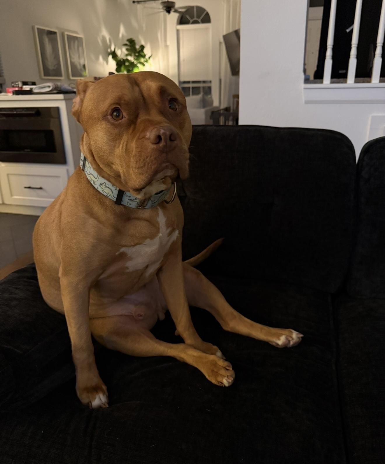 Bubba — thumbnail 4