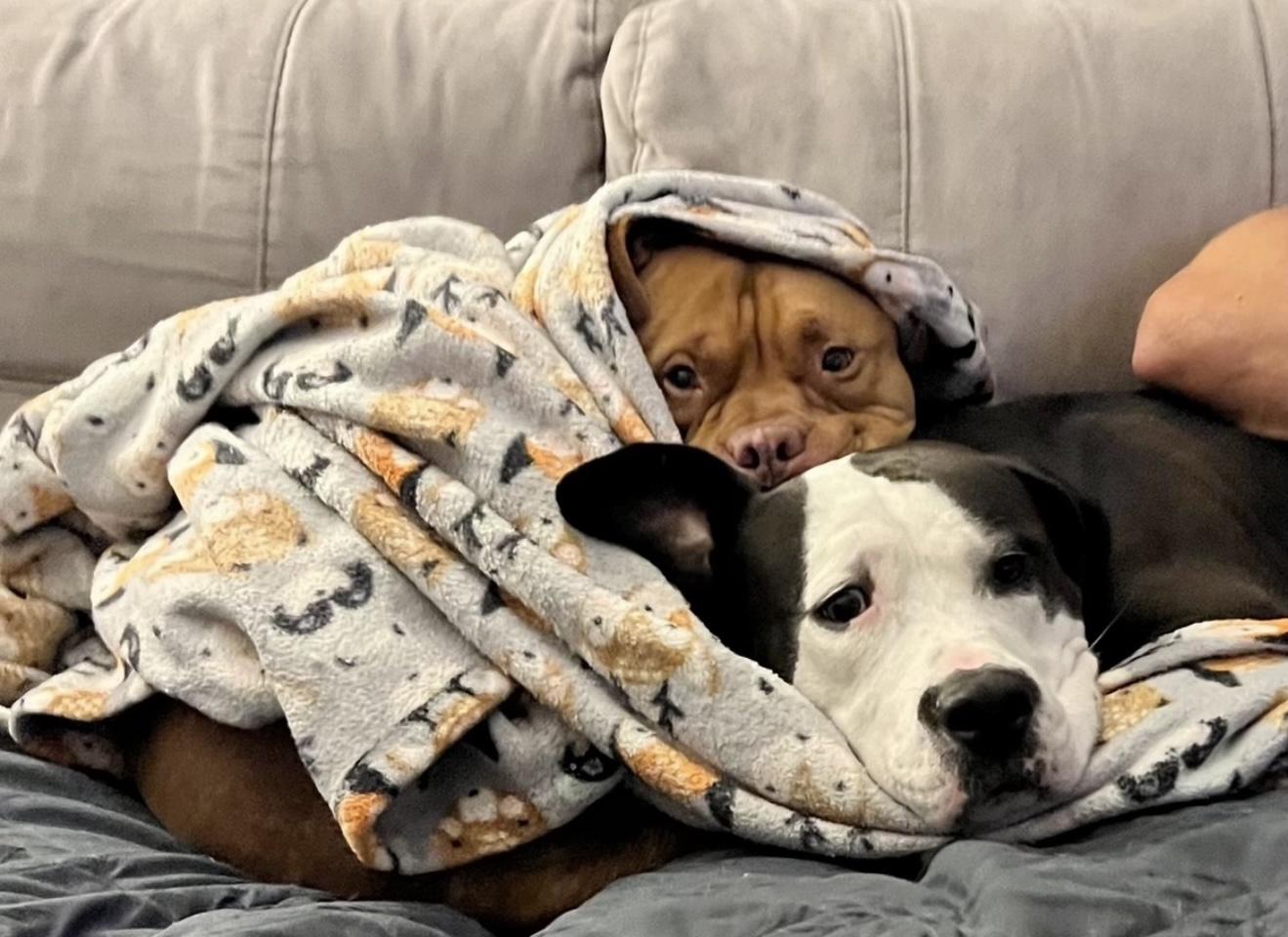 Bubba — thumbnail 5