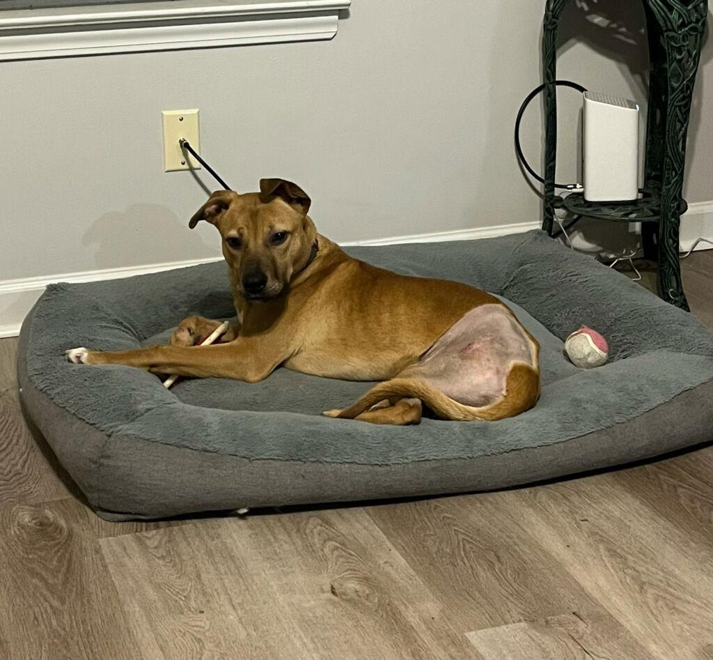 Enlarge Mac, a Adoptable mixed breed in Horn Lake, MS image 2/3