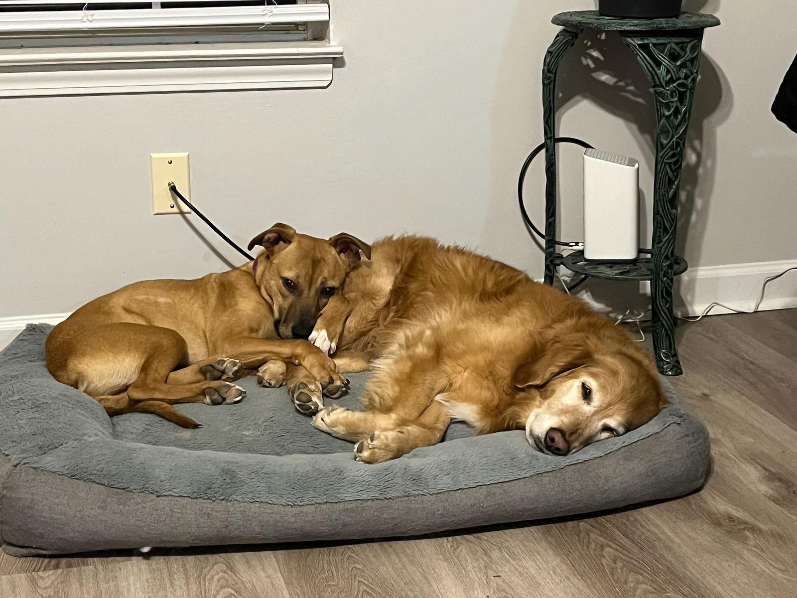 Enlarge Mac, a Adoptable mixed breed in Horn Lake, MS image 3/3