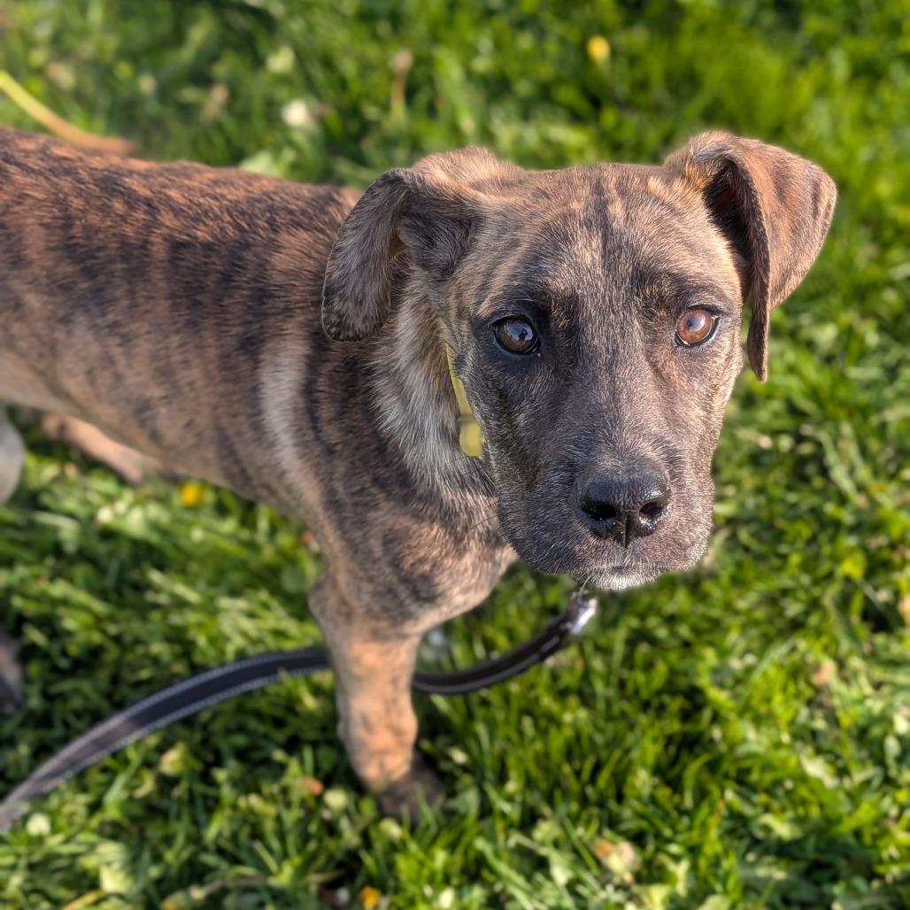 Louise, Adoptable, Young Female Mixed Breed.