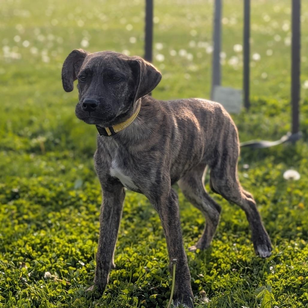 Enlarge Louise, a Adoptable Mixed Breed in Prairie du Chien, WI image 2/3