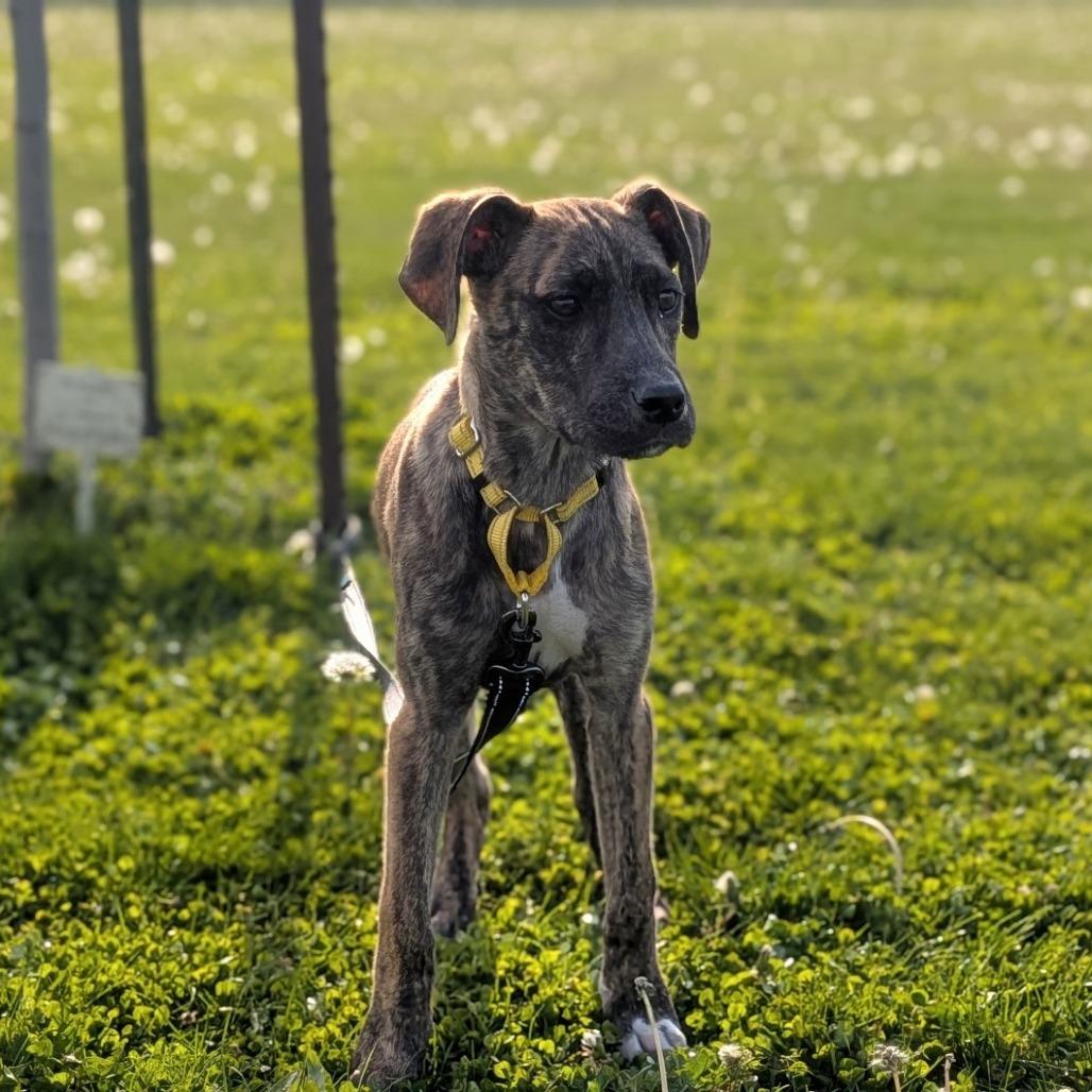 Enlarge Louise, a Adoptable Mixed Breed in Prairie du Chien, WI image 3/3