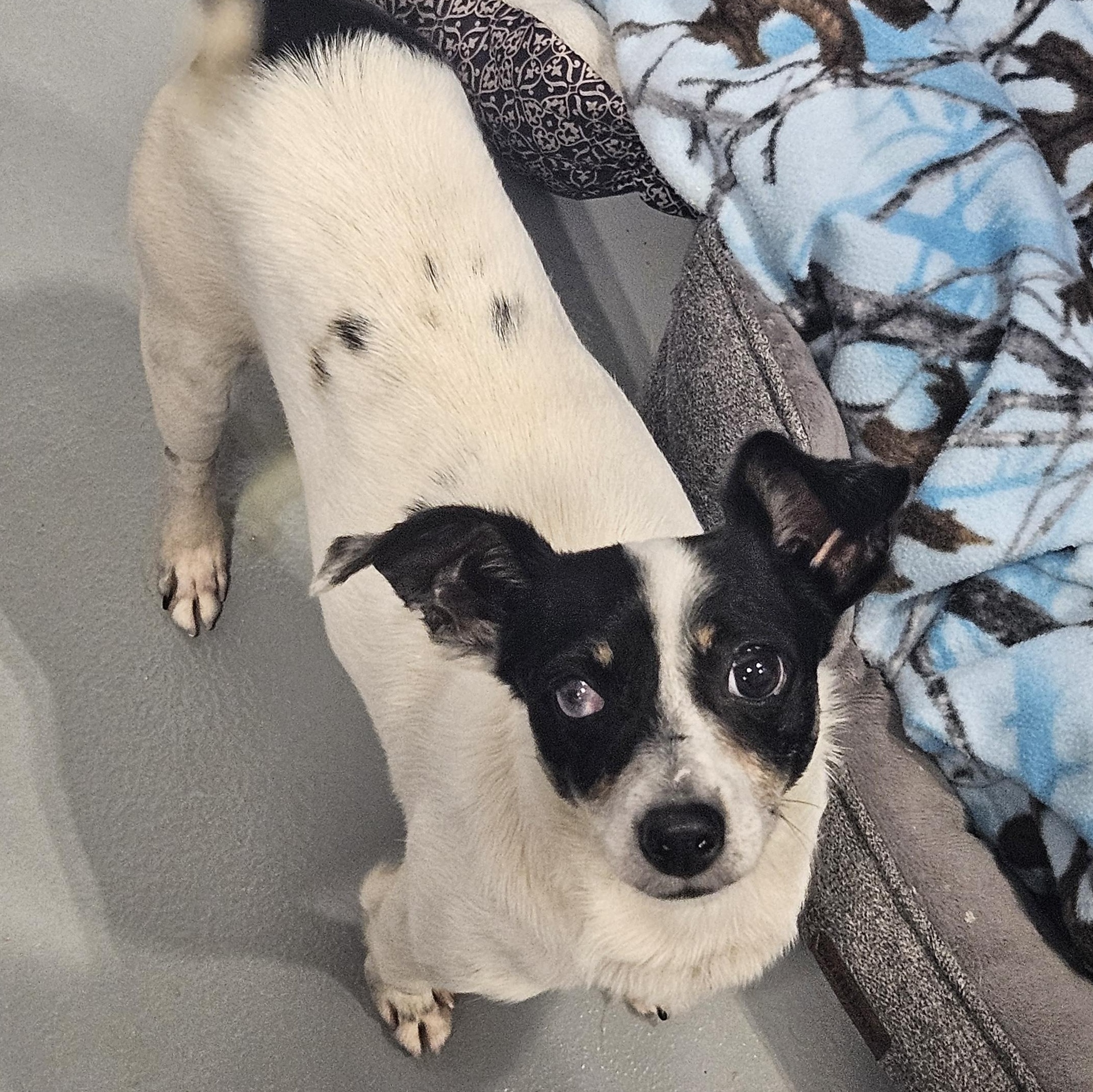 Odie, adopted, Adult Male Jack Russell Terrier.