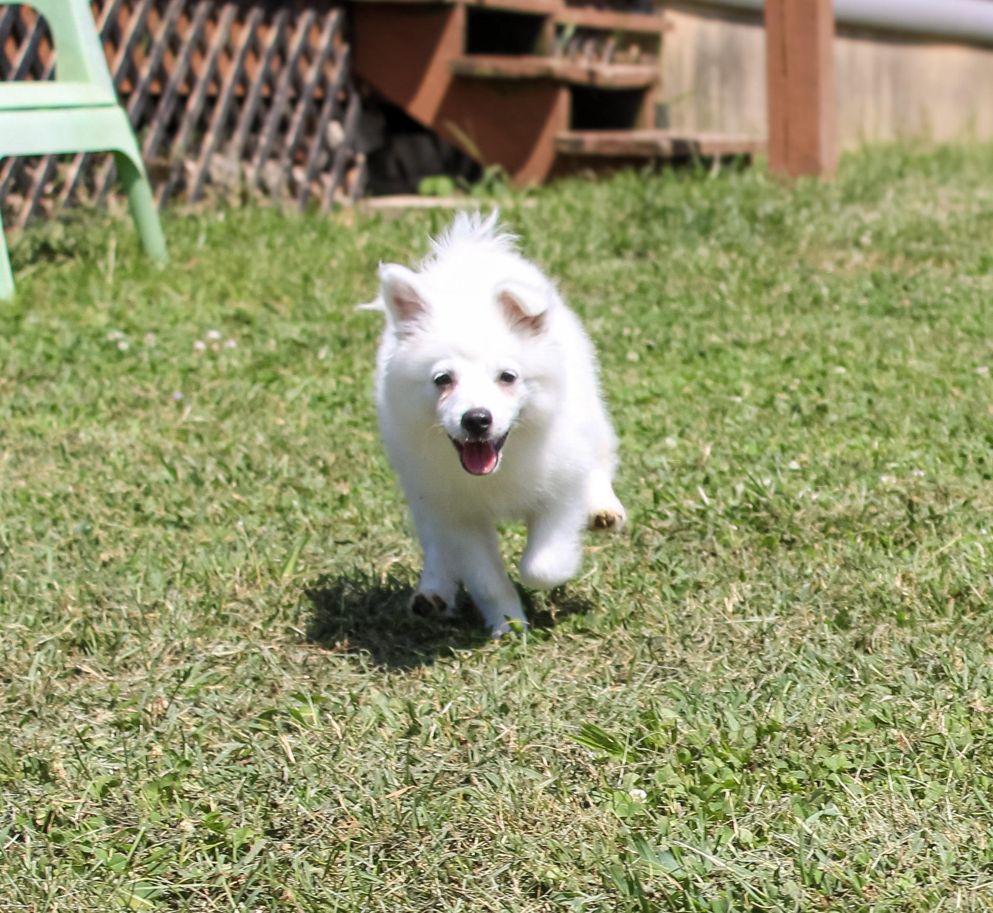 Enlarge Flicker, a Adoptable American Eskimo Dog in Neosho, MO image 4/4