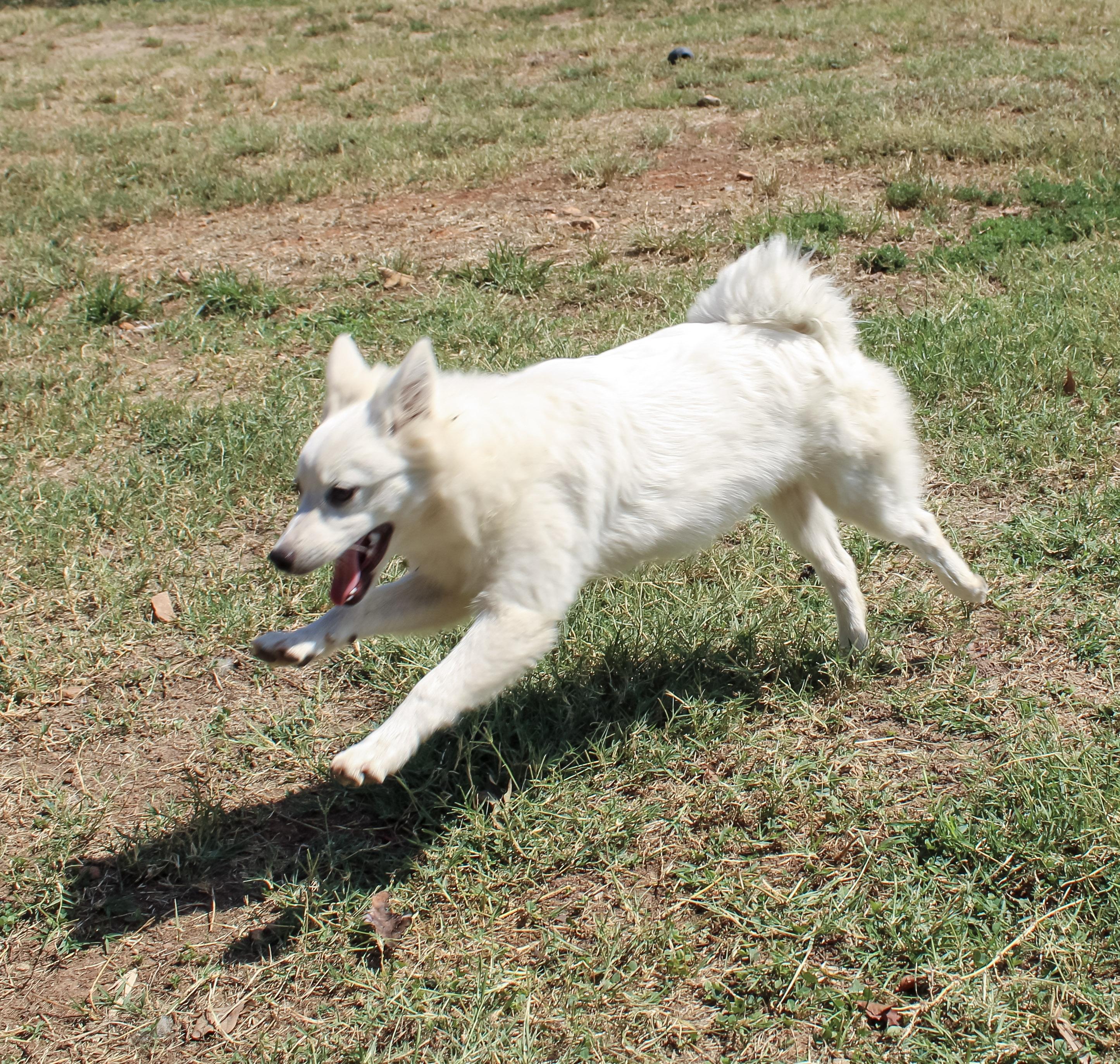 Flicker, Adoptable, Young Female American Eskimo Dog.