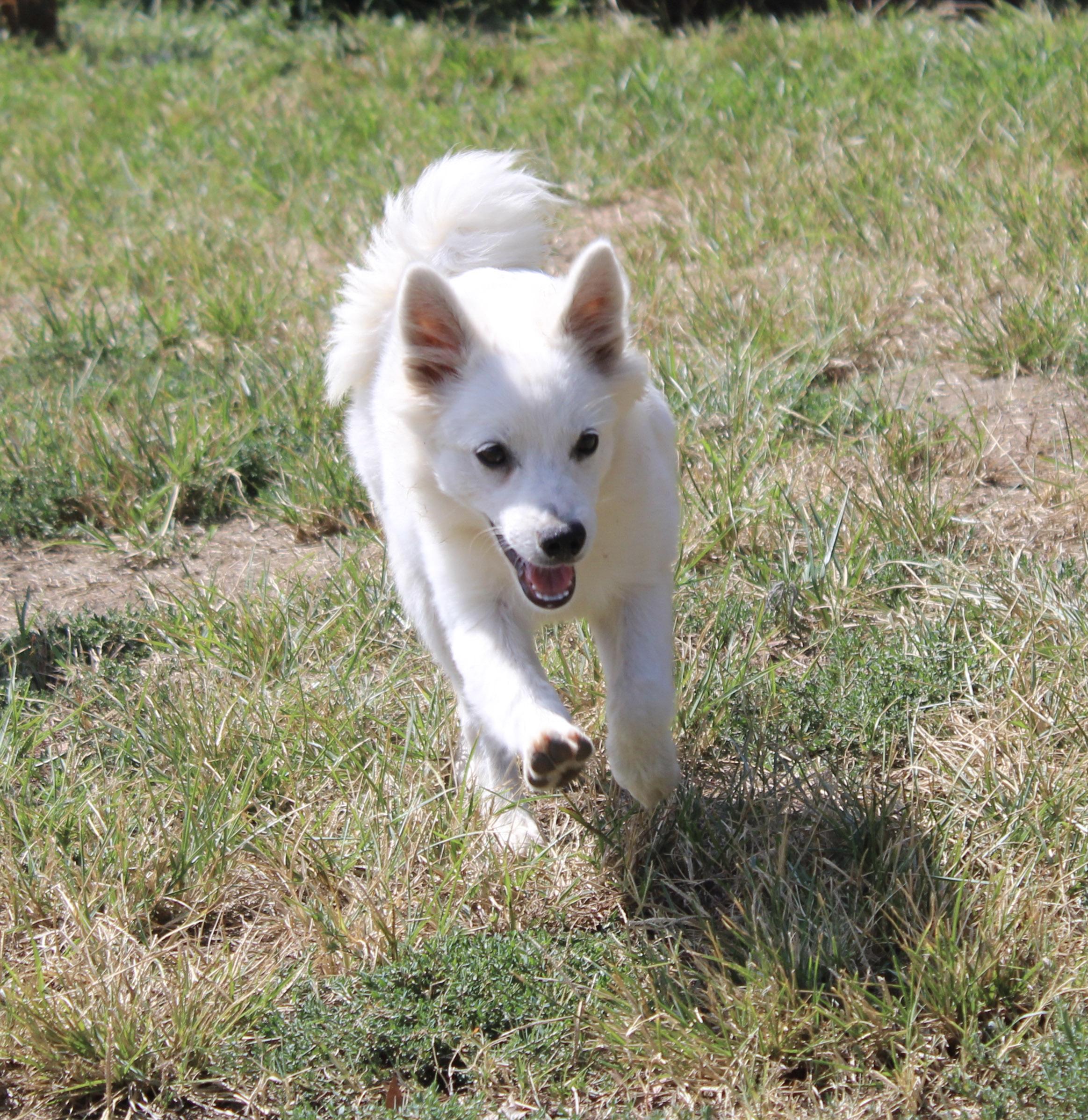 Enlarge Flicker, a Adoptable American Eskimo Dog in Neosho, MO image 2/4