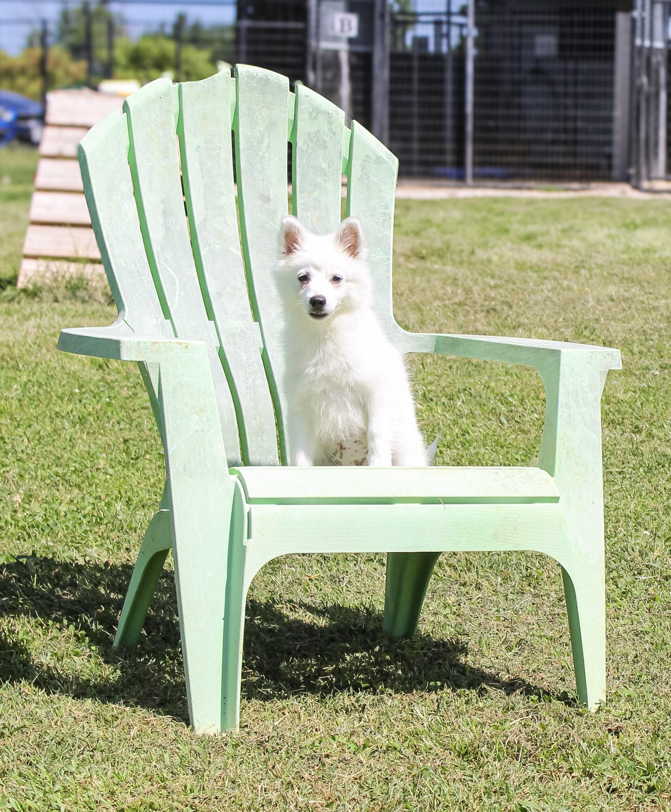 Enlarge Flicker, a Adoptable American Eskimo Dog in Neosho, MO image 3/4