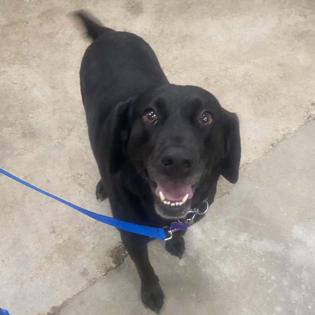 Chloe, Adoptable, Adult Female Black Labrador Retriever.