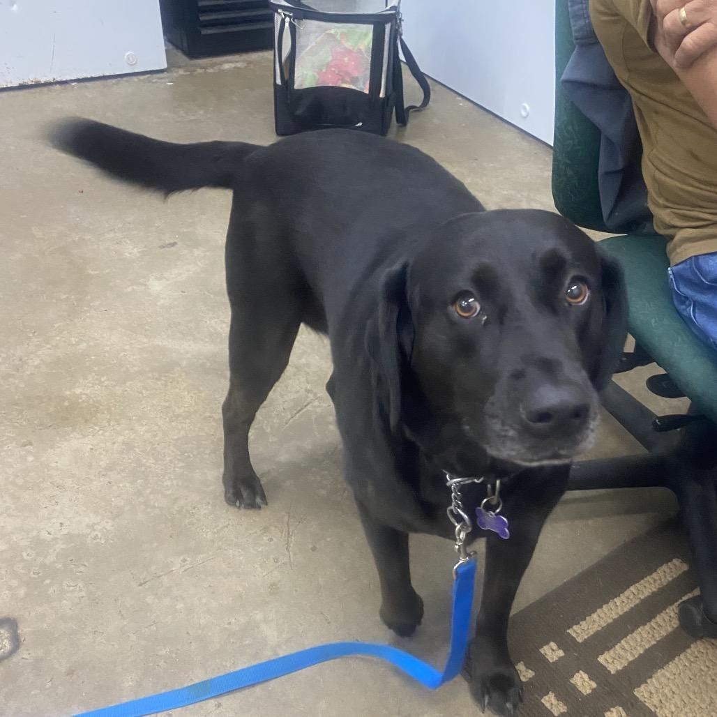 Enlarge Chloe, a Adoptable Black Labrador Retriever in Corbin, KY image 2/2