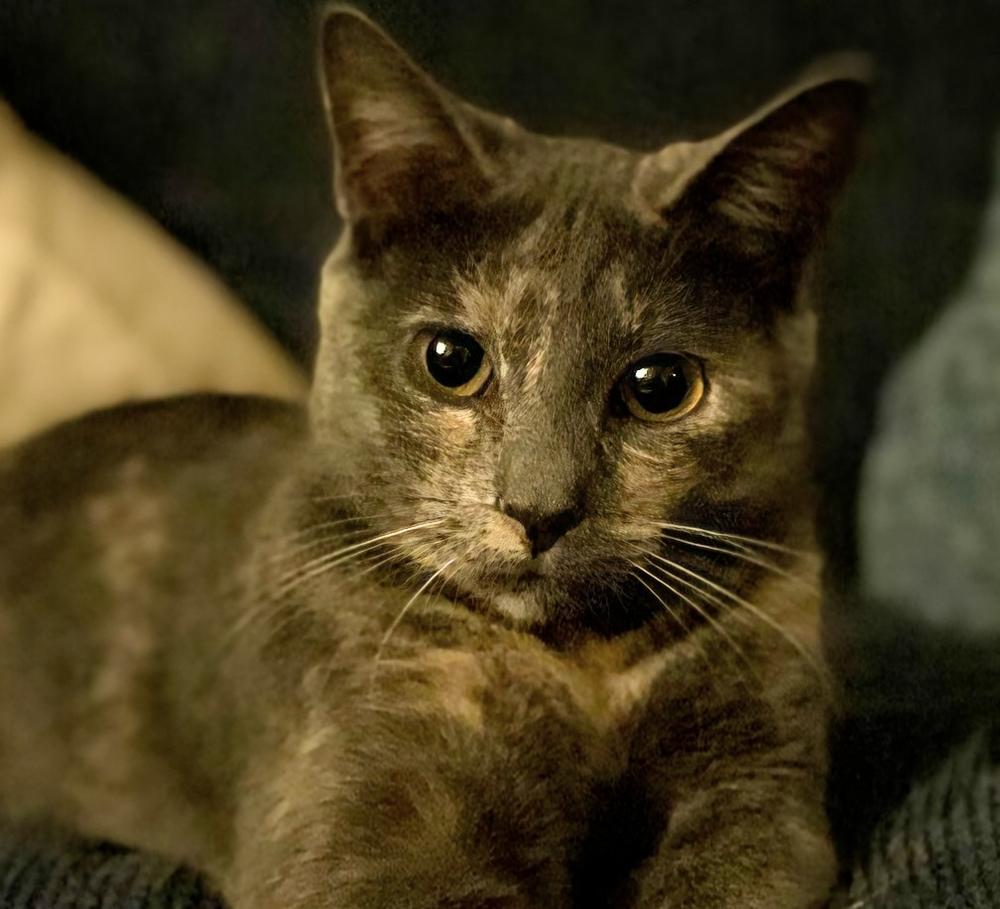 Vivian (bonded with Penelope), Adoptable, Kitten Female Domestic Short Hair & Domestic Short Hair.