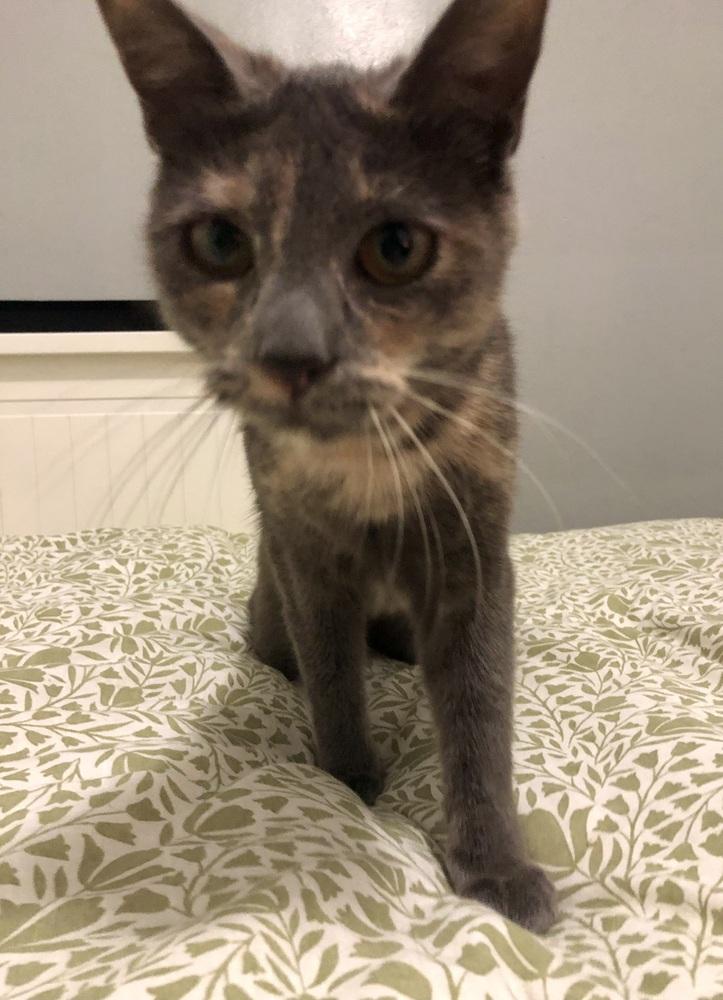 Vivian (bonded with Penelope), a Adoptable mixed breed in Springdale, PA image 3/6