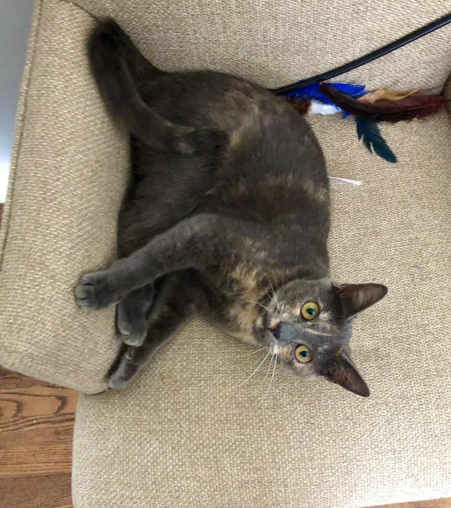 Vivian (bonded with Penelope), a Adoptable mixed breed in Springdale, PA image 4/6