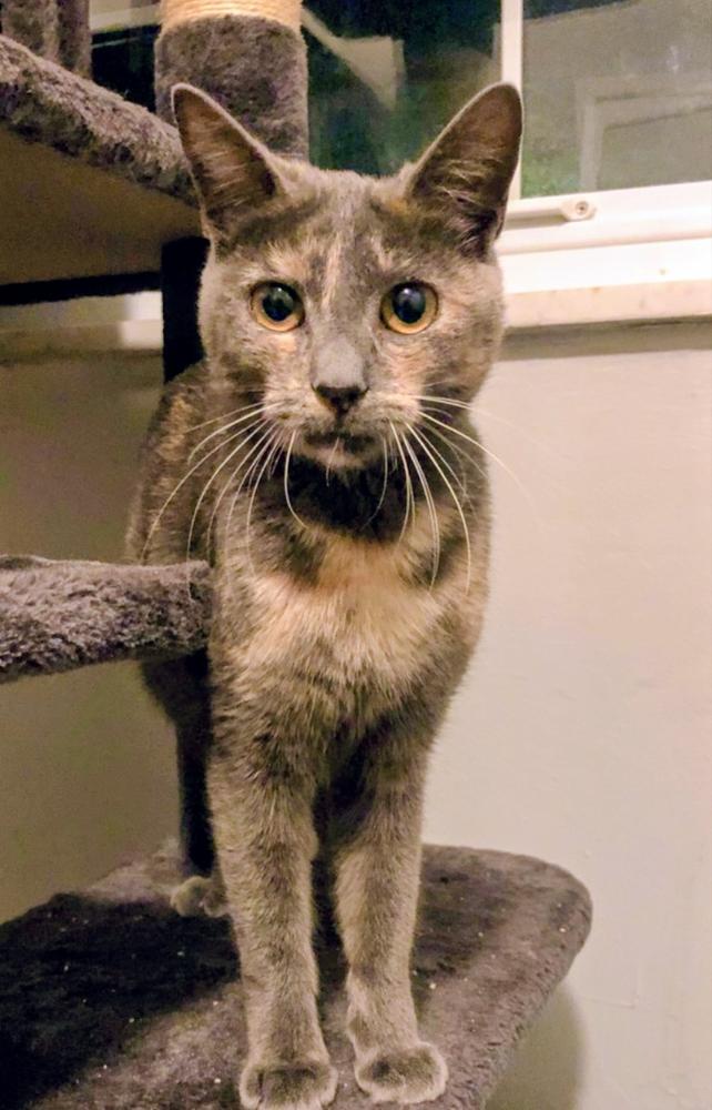 Vivian (bonded with Penelope), a Adoptable mixed breed in Springdale, PA image 5/6