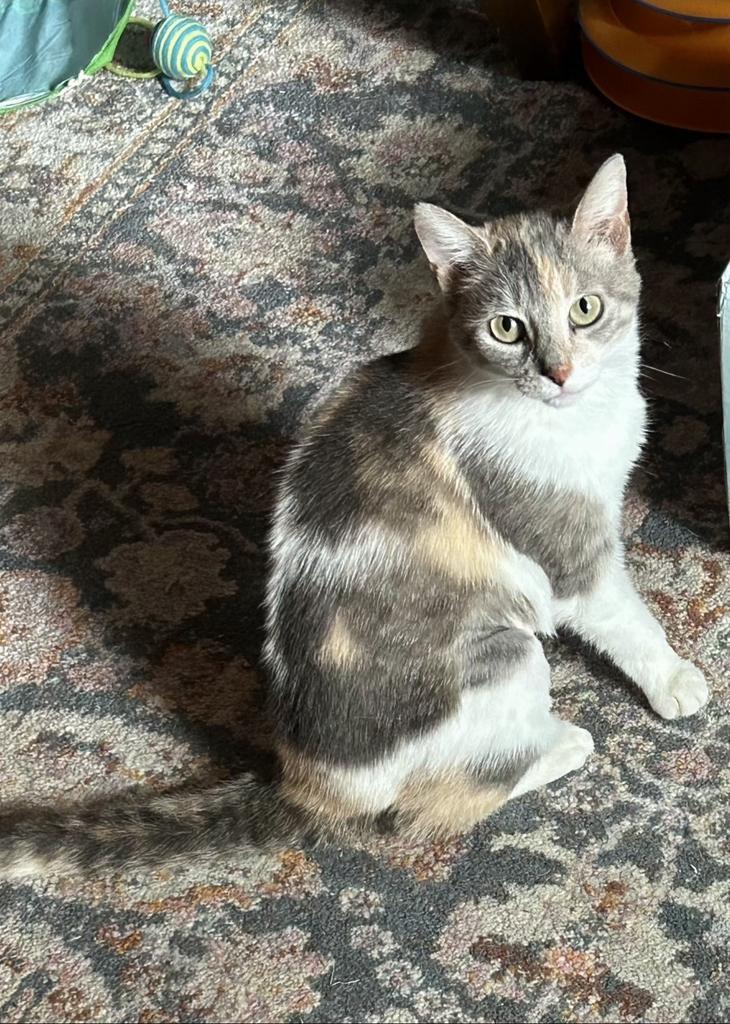 Evelyn, Adoptable, Adult Female Domestic Short Hair.