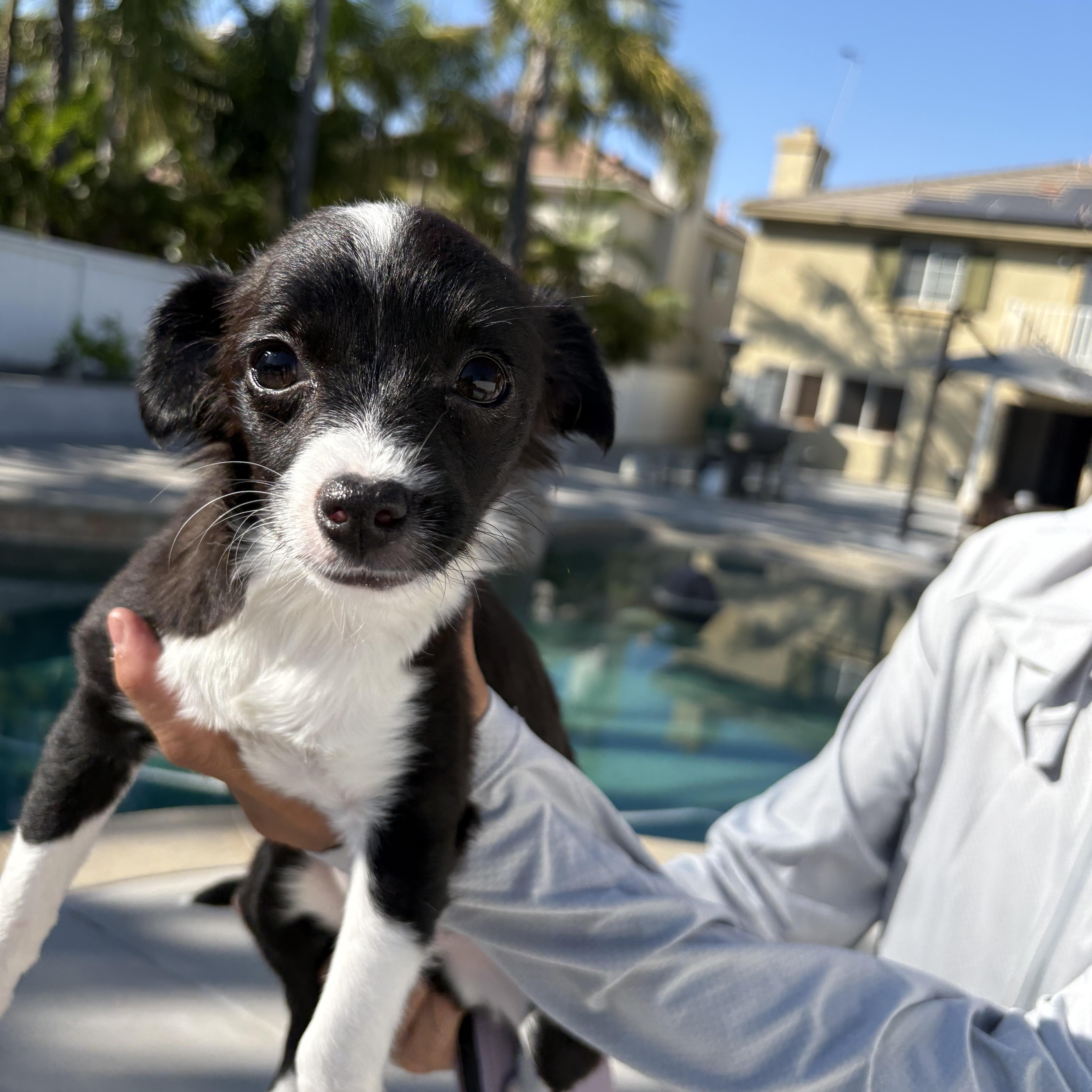 MINNIE AVAILABLE FOR ADOPTION