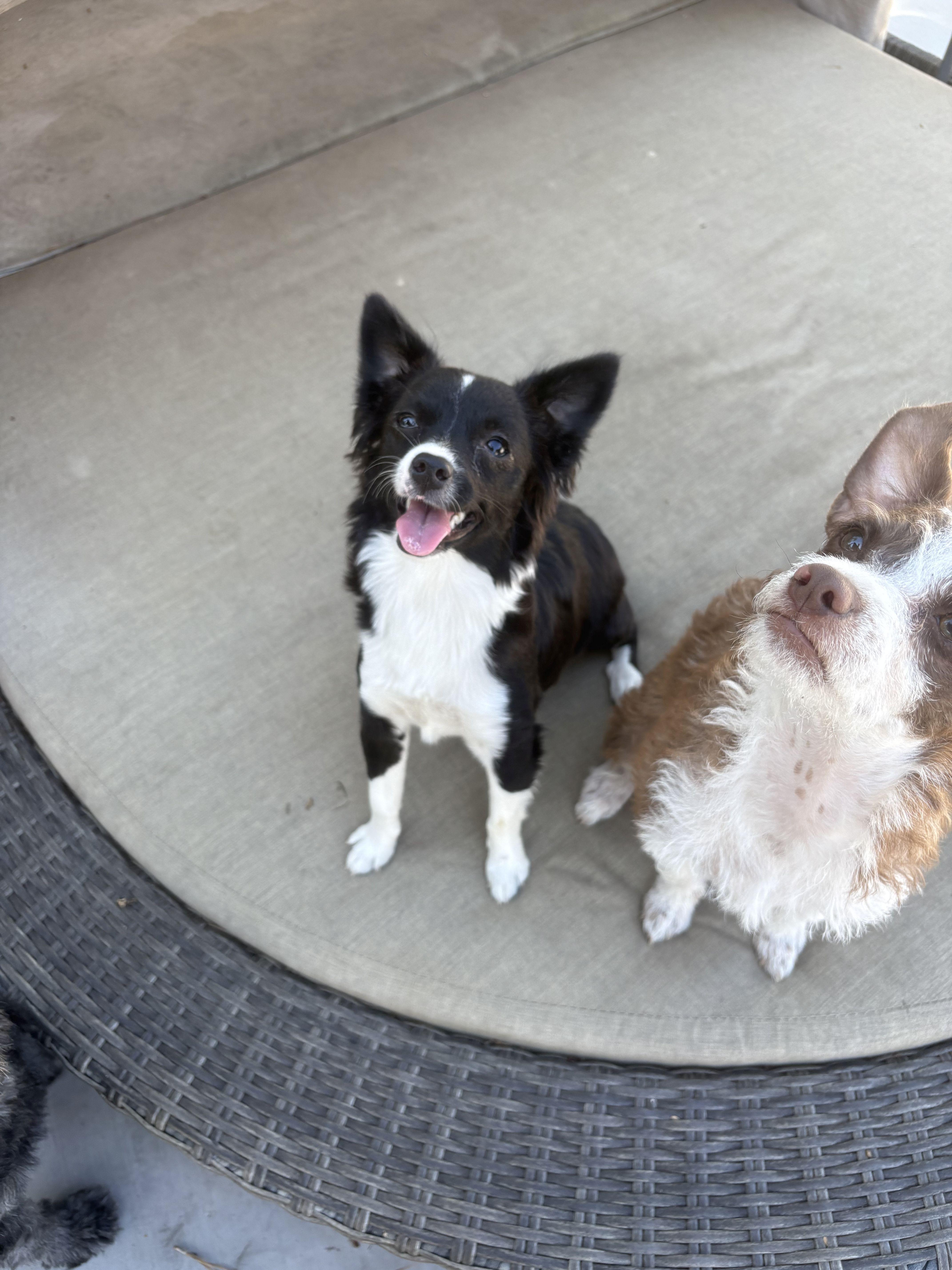 MINNIE AVAILABLE FOR ADOPTION