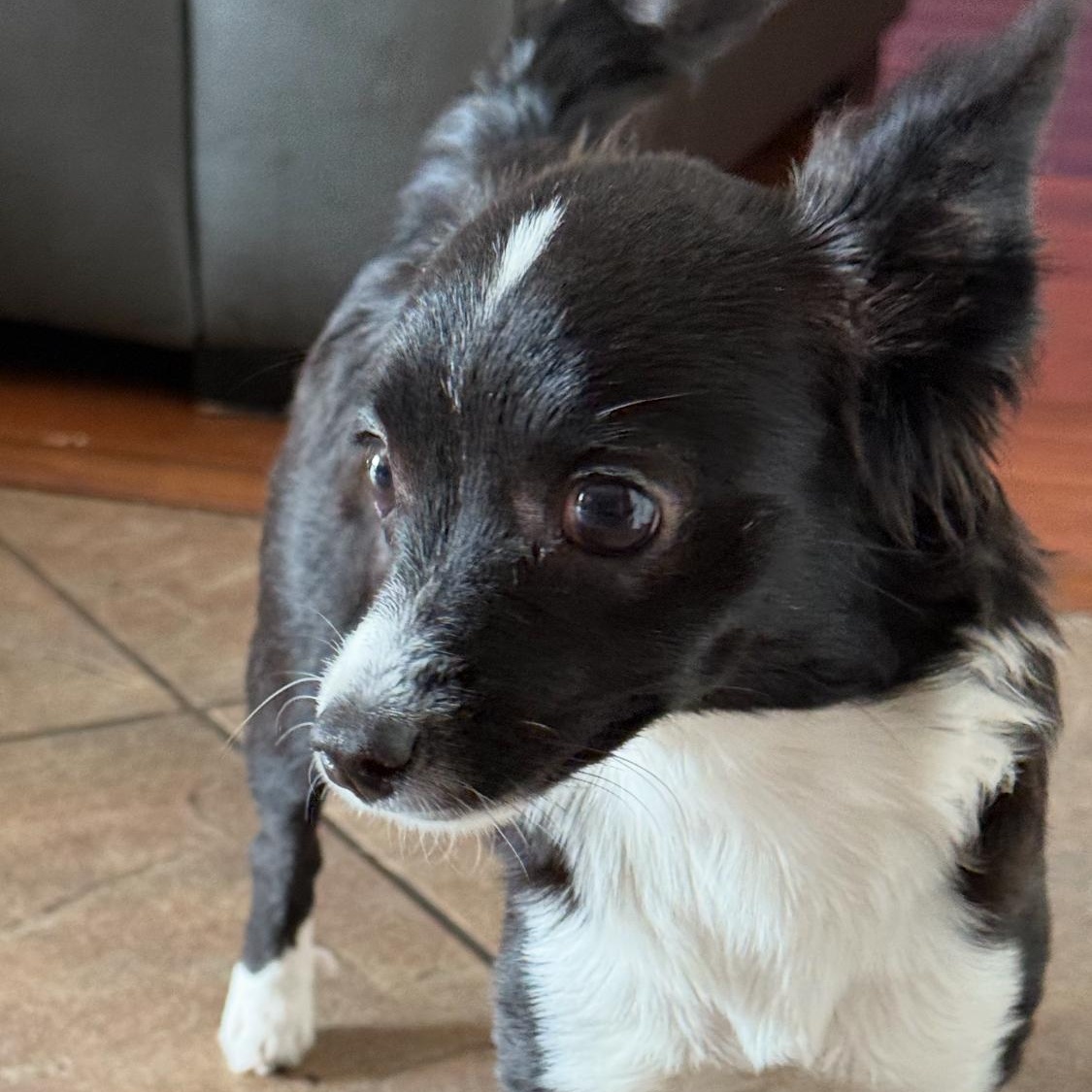 MINNIE AVAILABLE FOR ADOPTION