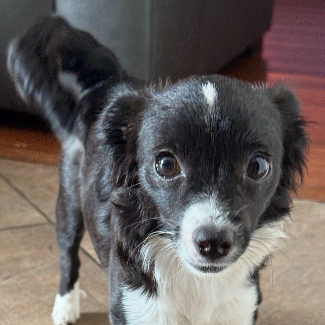 MINNIE AVAILABLE FOR ADOPTION