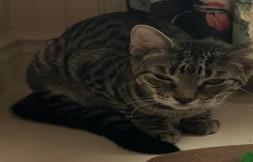 Teddy, Adoptable, Young Male Domestic Short Hair.