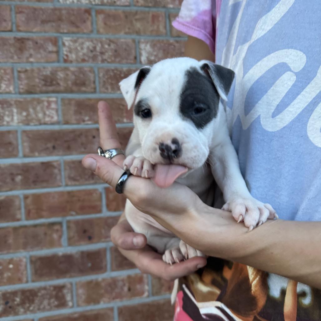 Moose, Adoptable, Puppy Male Boxer & Mixed Breed.