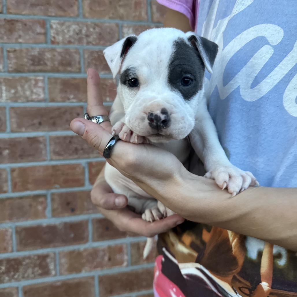 Moose, a Adoptable mixed breed in North Charleston, SC image 2/4