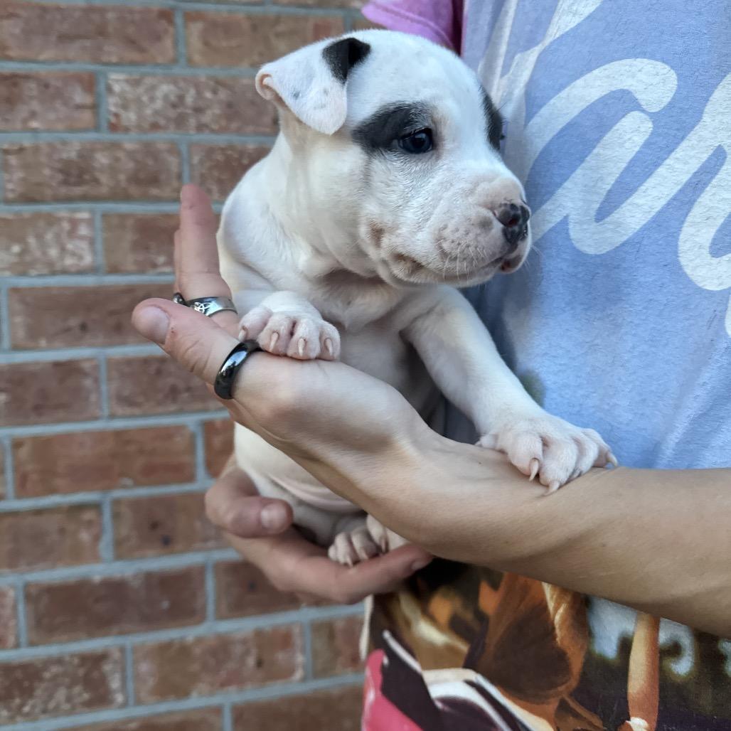 Moose, a Adoptable mixed breed in North Charleston, SC image 3/4
