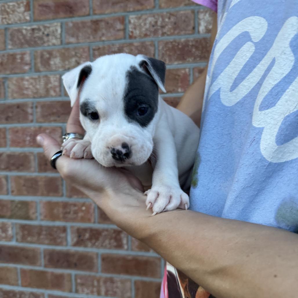 Moose, a Adoptable mixed breed in North Charleston, SC image 4/4