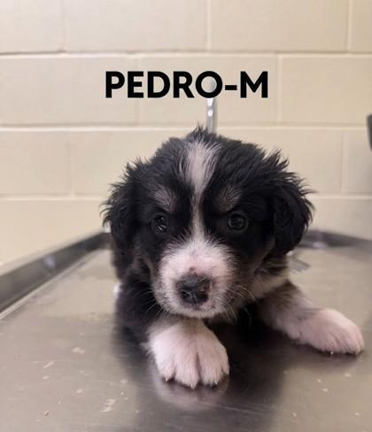 Enlarge Pedro, a Adoptable mixed breed in Guntersville, AL image 1/1