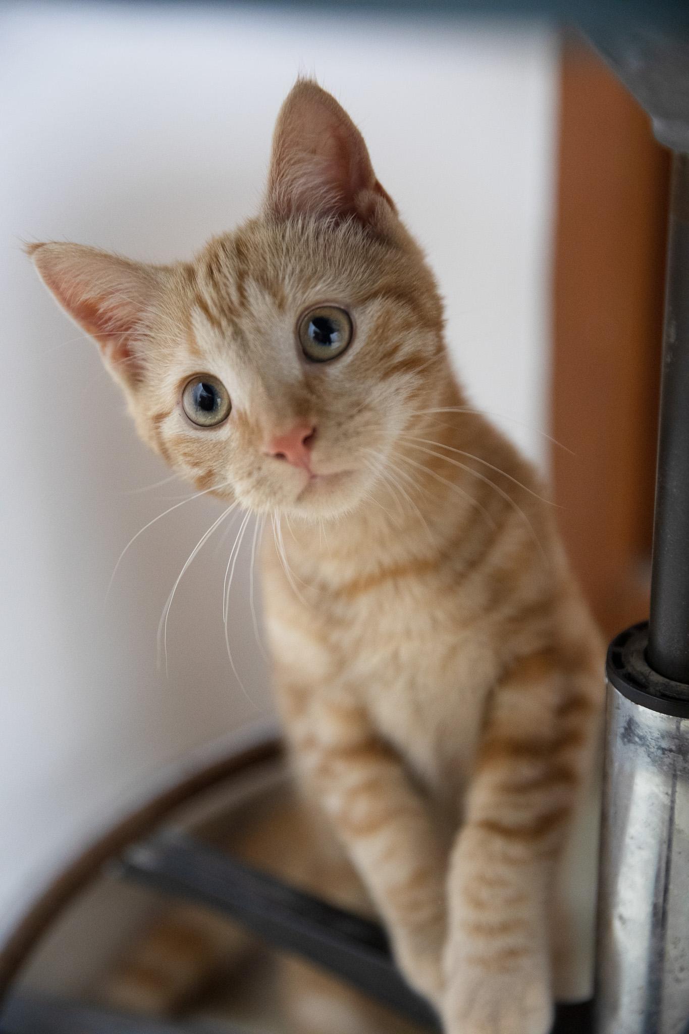 Jeep, adopted, Kitten Male Domestic Short Hair.