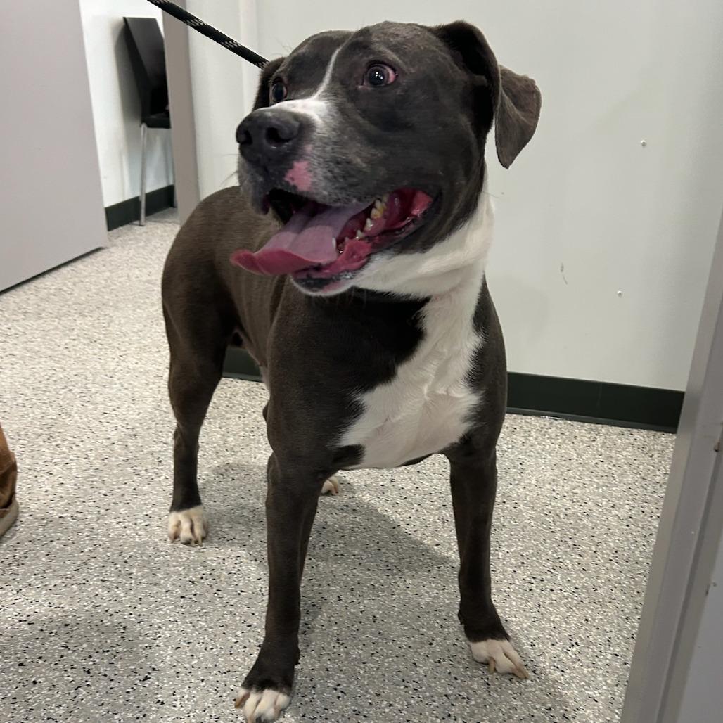 Jaxon, Adoptable, Adult Male Pit Bull Terrier.
