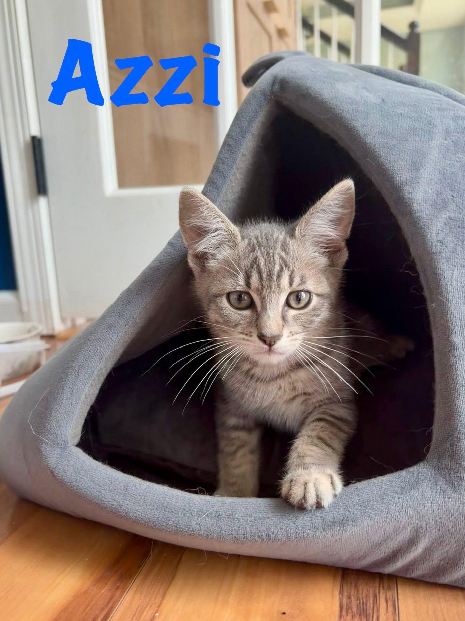 Enlarge Azzi, a ADOPTABLE American Shorthair in Rochester, NY image 1/1