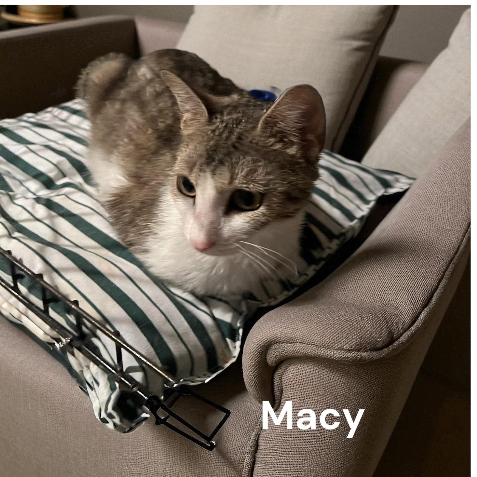 Macy, a Adopted mixed breed in Hallandale, FL image 3/3