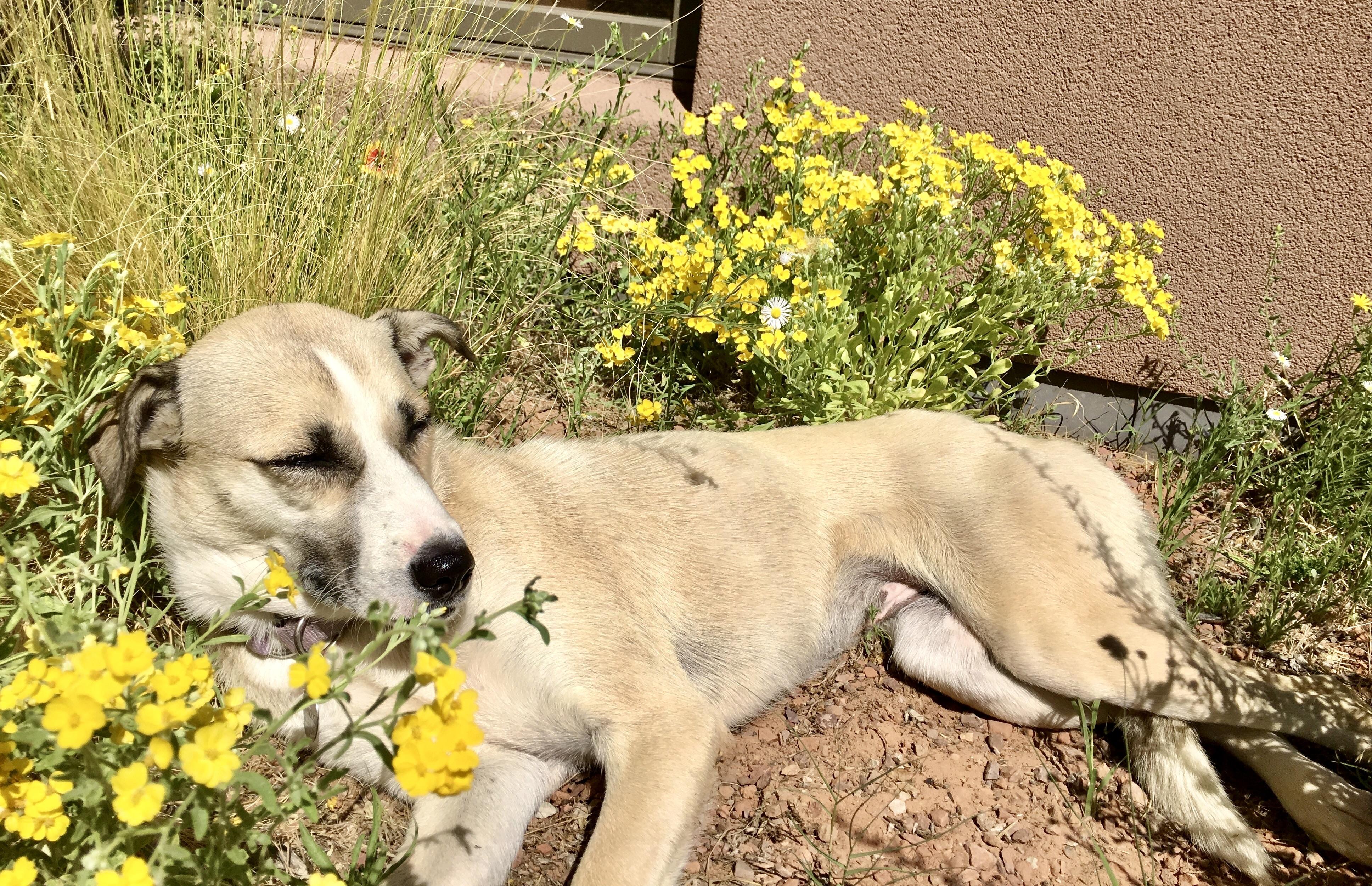 Nanook, an adopted mixed breed in Aspen, CO image 2/5