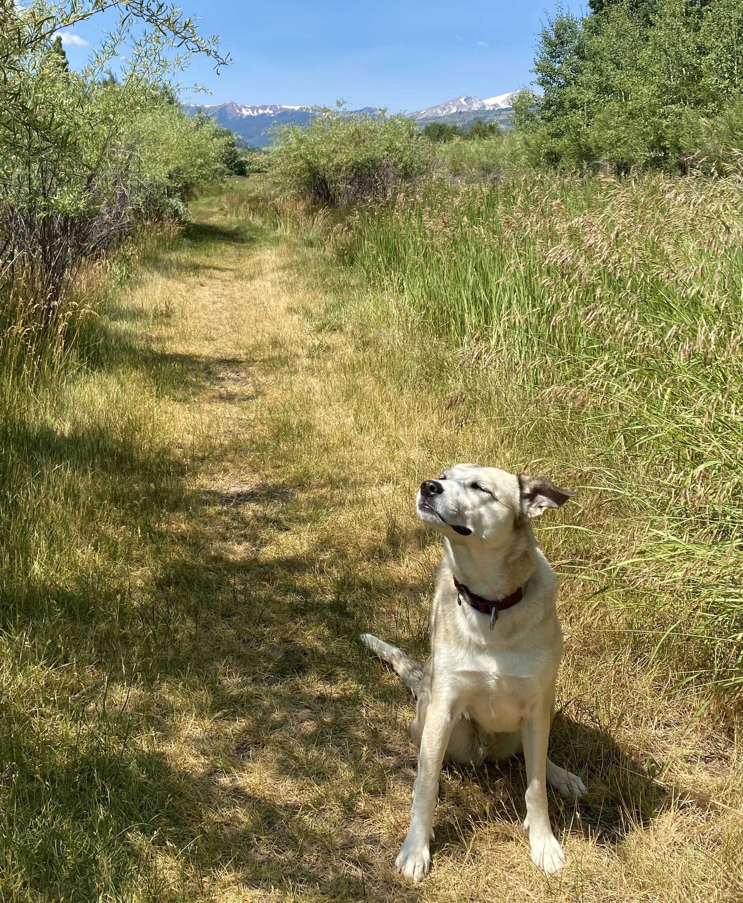 Nanook, an adopted mixed breed in Aspen, CO image 3/5