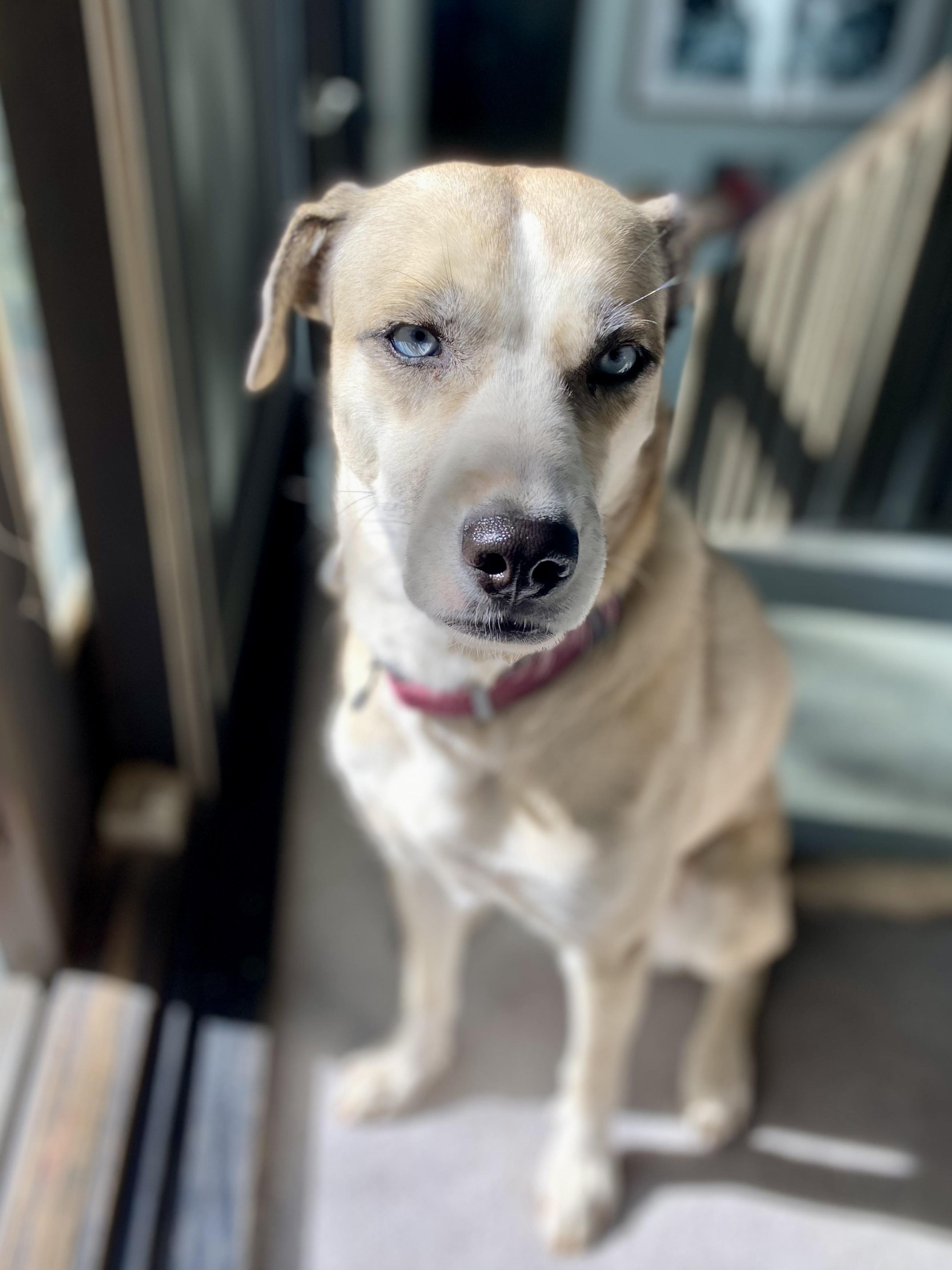 Nanook, an adopted mixed breed in Aspen, CO image 4/5