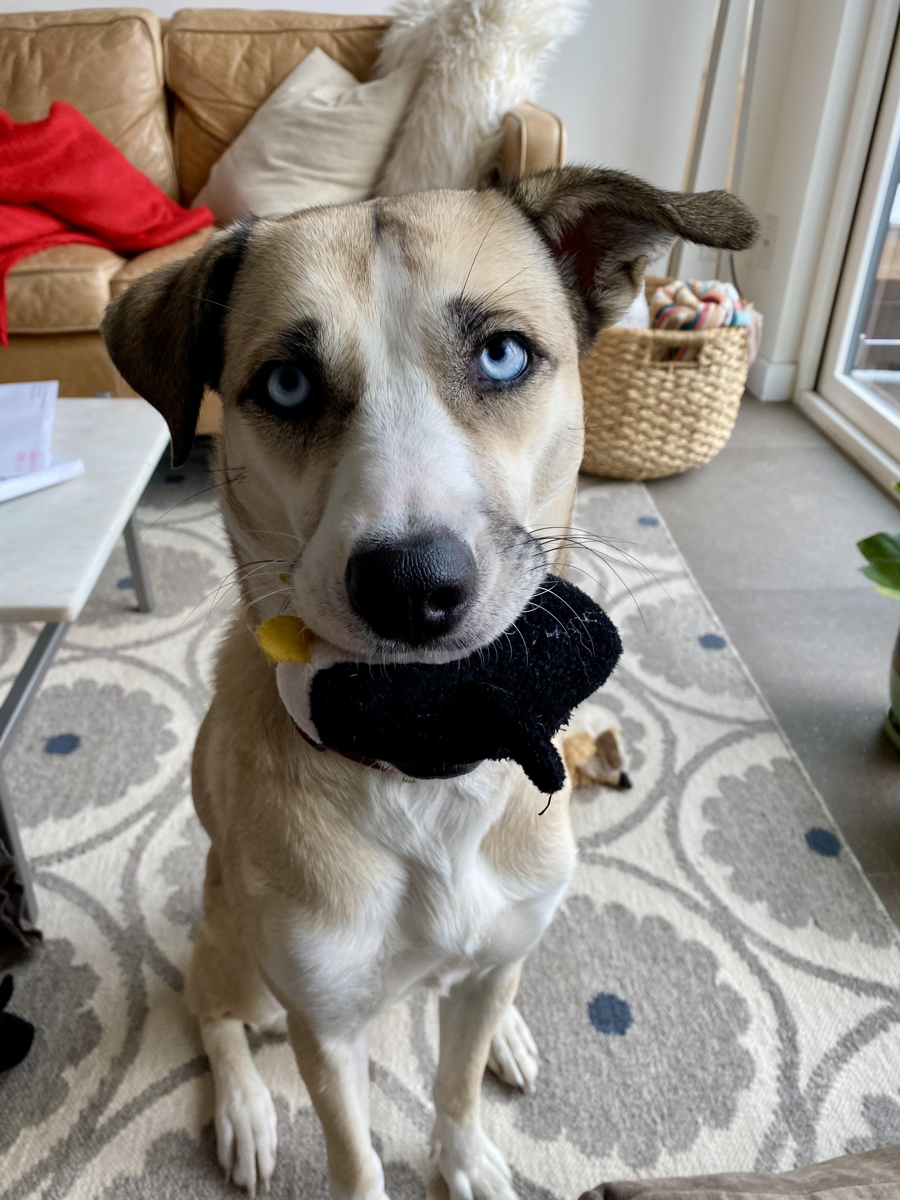 Nanook, adopted, Adult Female Husky & Pit Bull Terrier.