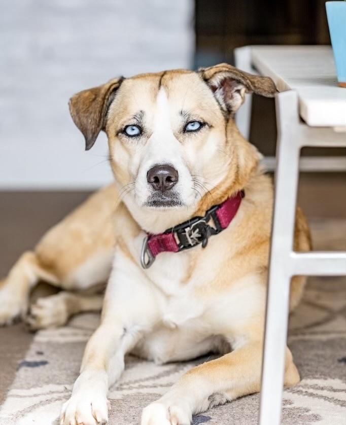 Nanook, an adopted mixed breed in Aspen, CO image 5/5