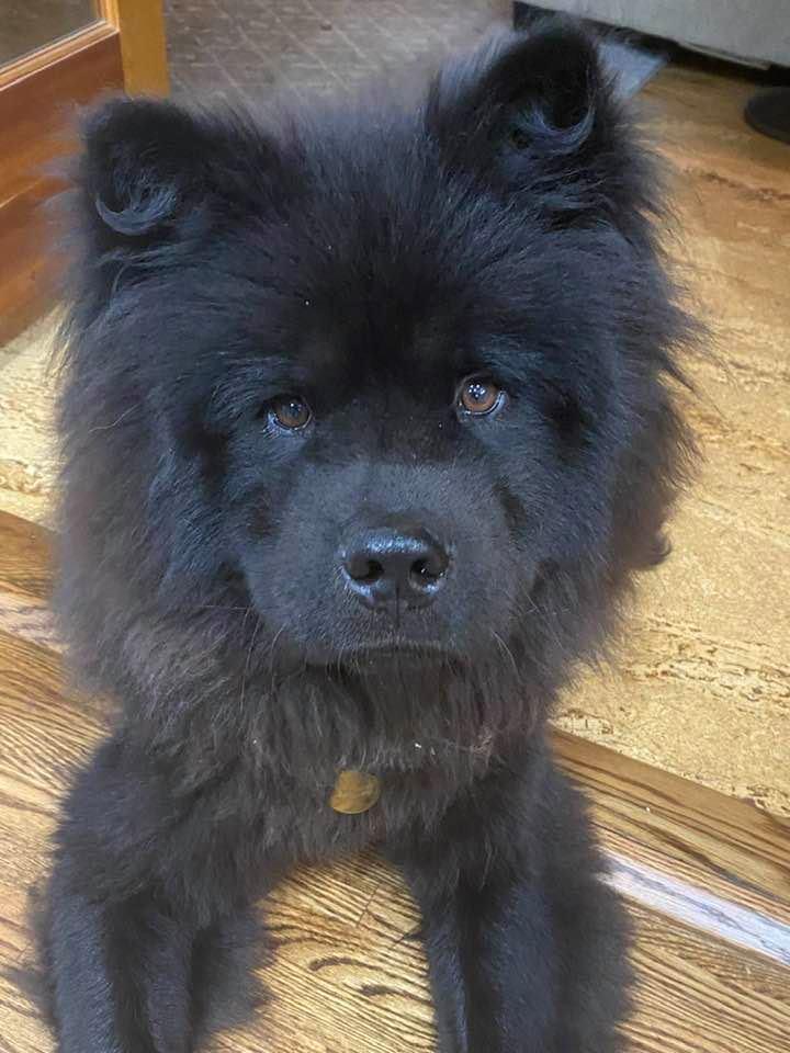 Bowie Fka Bob thumbnail 2