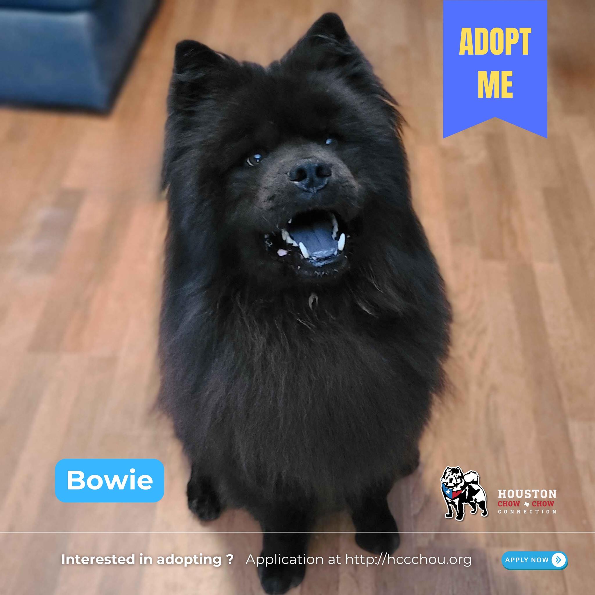 Bowie Fka Bob thumbnail 3