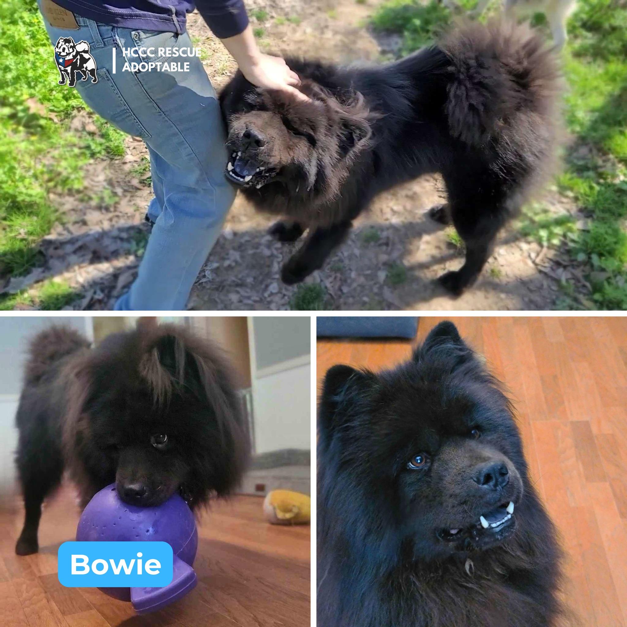 Bowie Fka Bob thumbnail 4